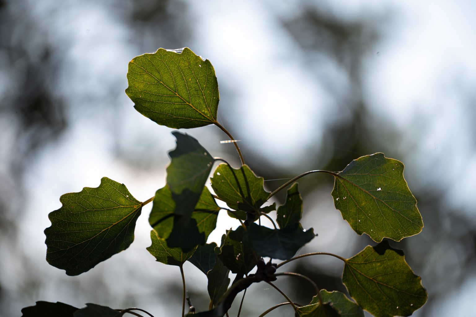 Tamron 70-300mm F4.5-6.3 Di III RXD i aparatu Nikon Z6 II