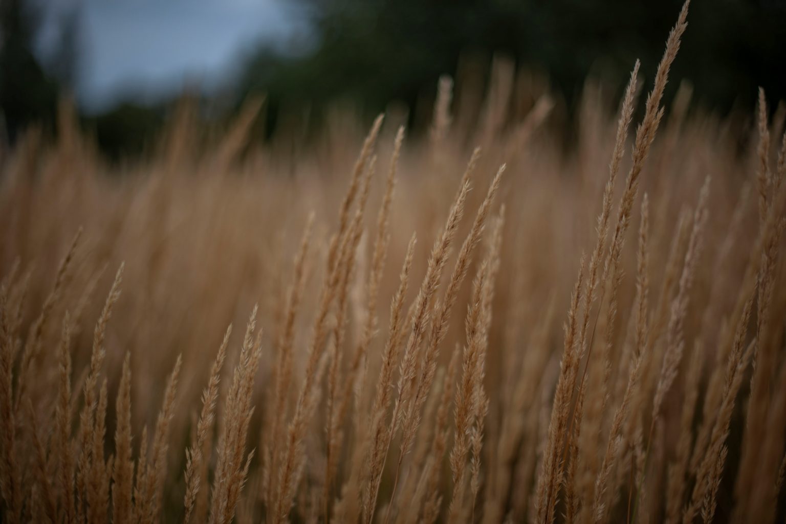 Batch nikon d750 af s nikkor 50mm f1.4g ncd0185