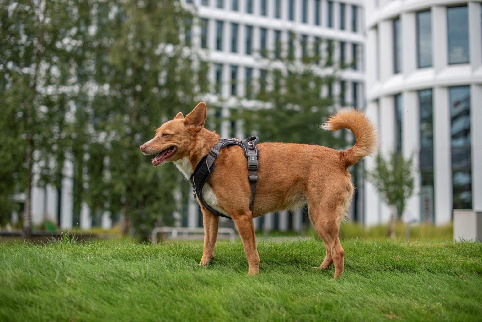 Batch nikon d750 af s nikkor 50mm f1.4g ncd0330