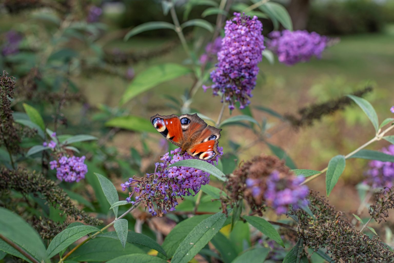 Batch nikon d750 af s nikkor 50mm f1.4g ncd0714