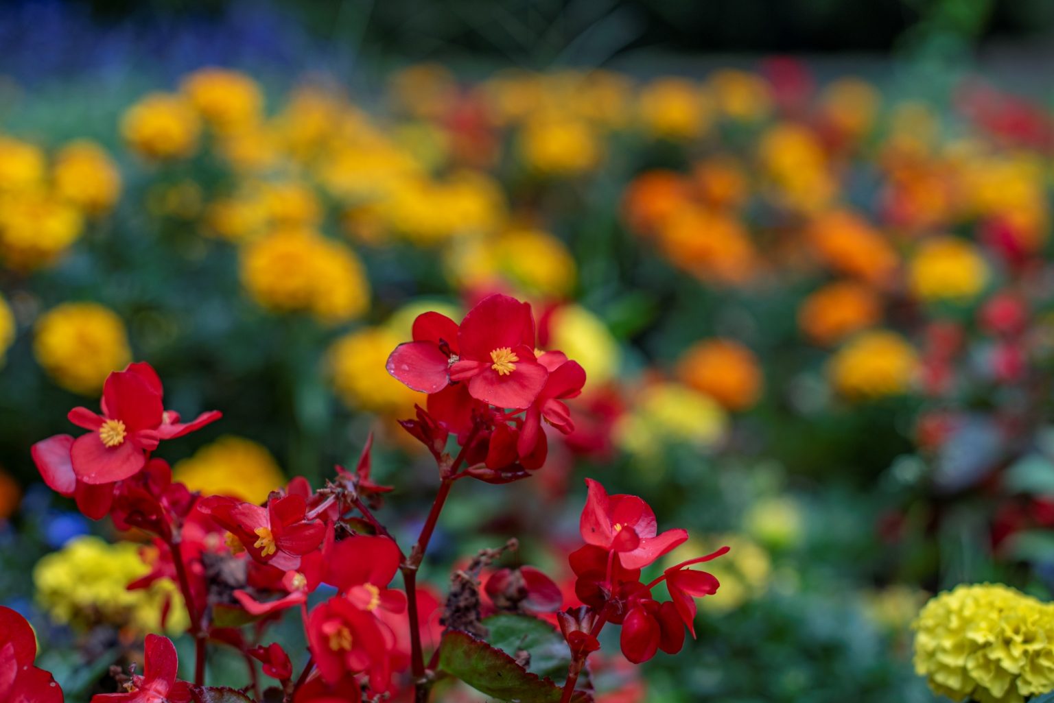 Batch nikon d750 af s nikkor 50mm f1.4g ncd0759