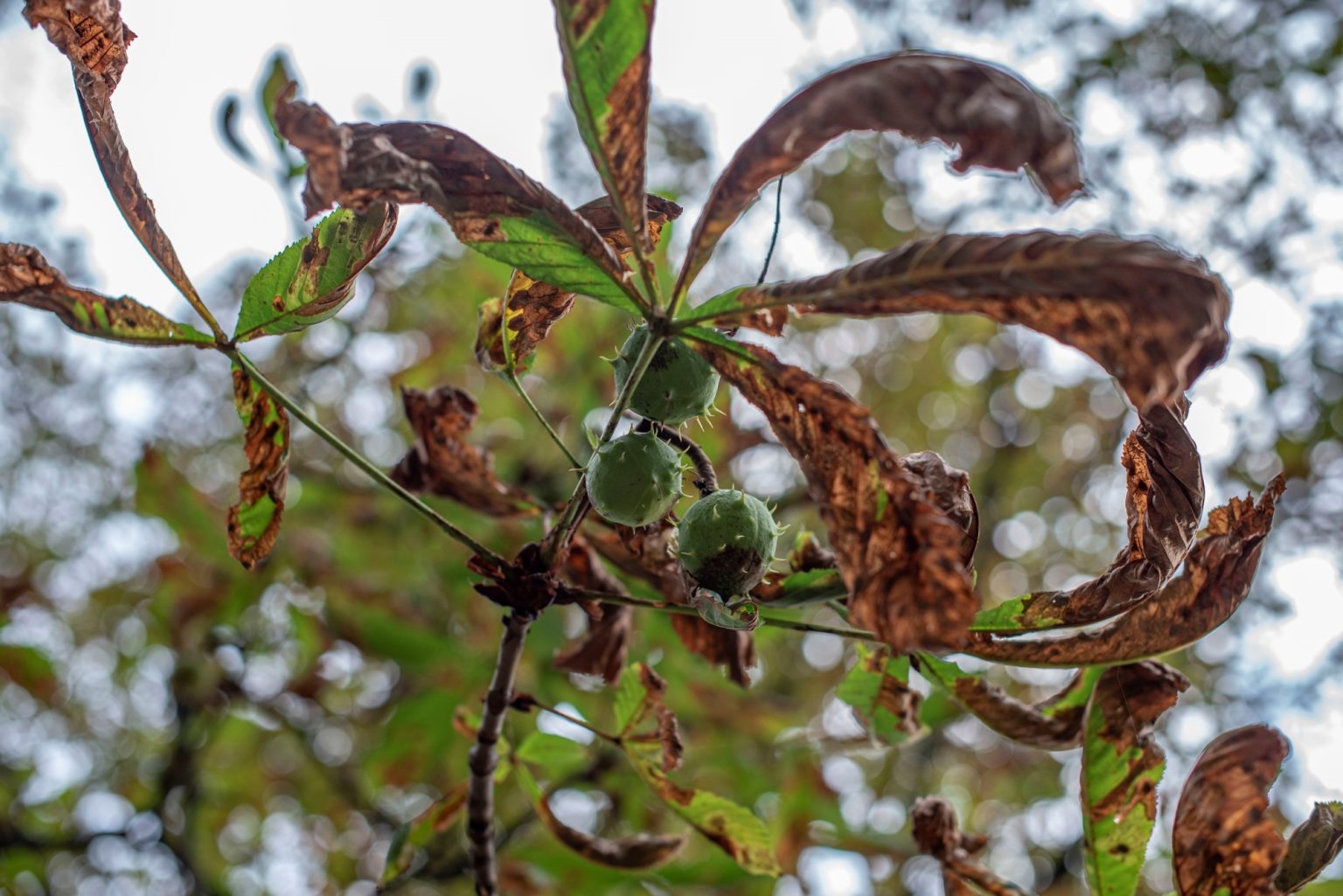 Batch nikon d750 af s nikkor 50mm f1.4g ncd0770