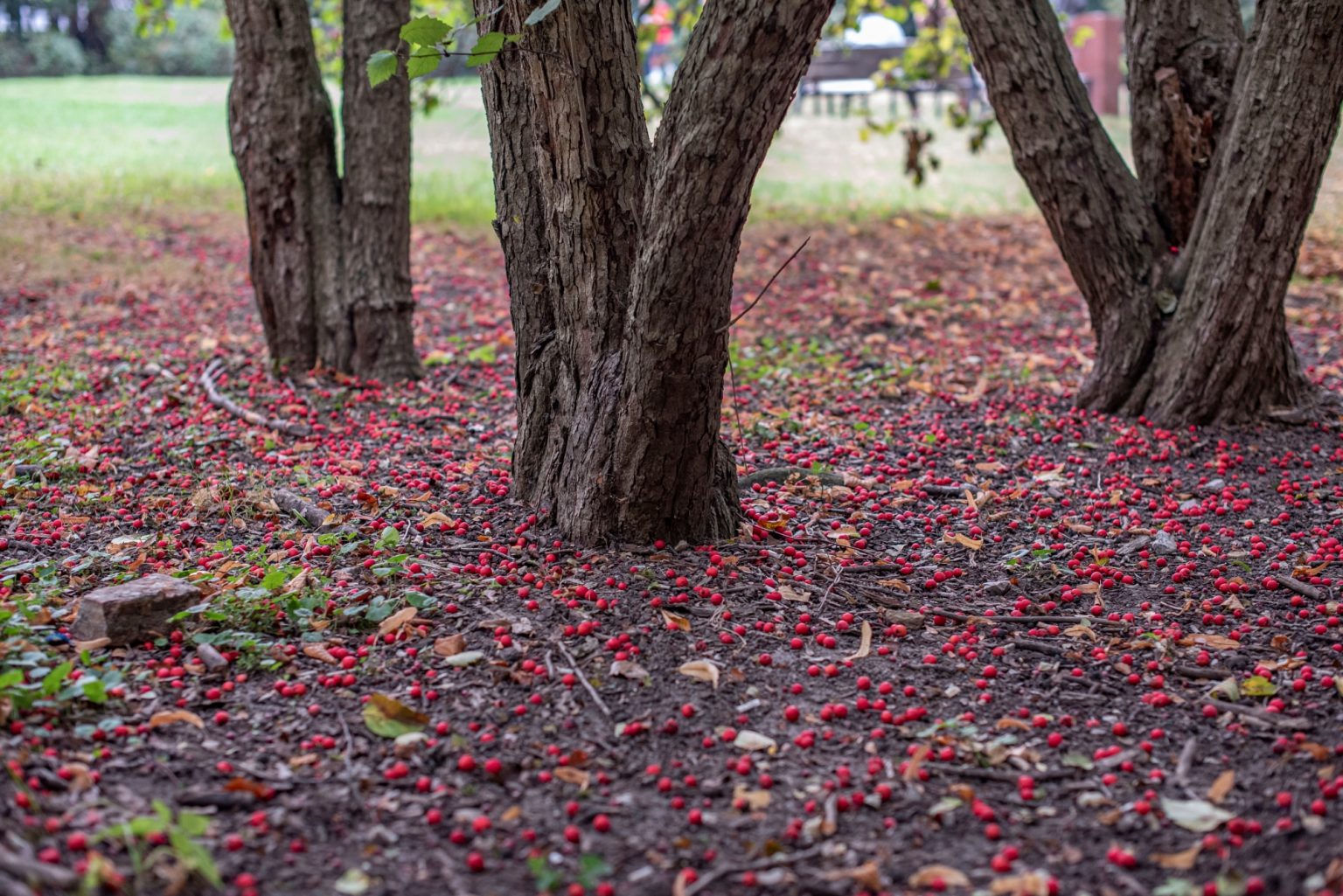 Batch nikon d750 af s nikkor 50mm f1.4g ncd0802