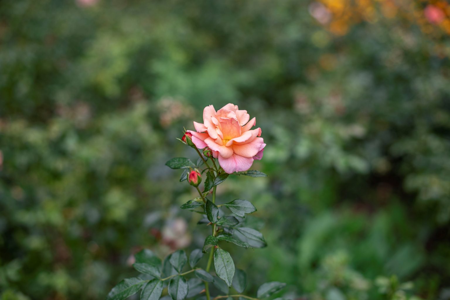 Batch nikon d750 af s nikkor 50mm f1.4g ncd0805