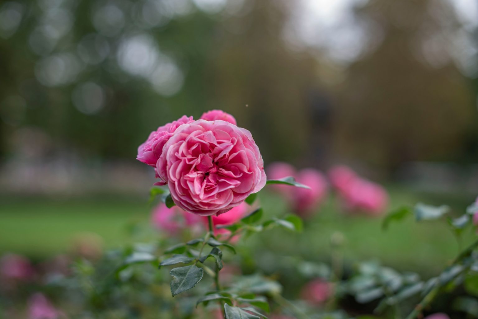 Batch nikon d750 af s nikkor 50mm f1.4g ncd0893