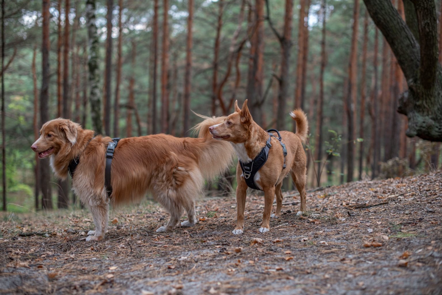 Batch nikon d750 af s nikkor 50mm f1.4g ncd1272