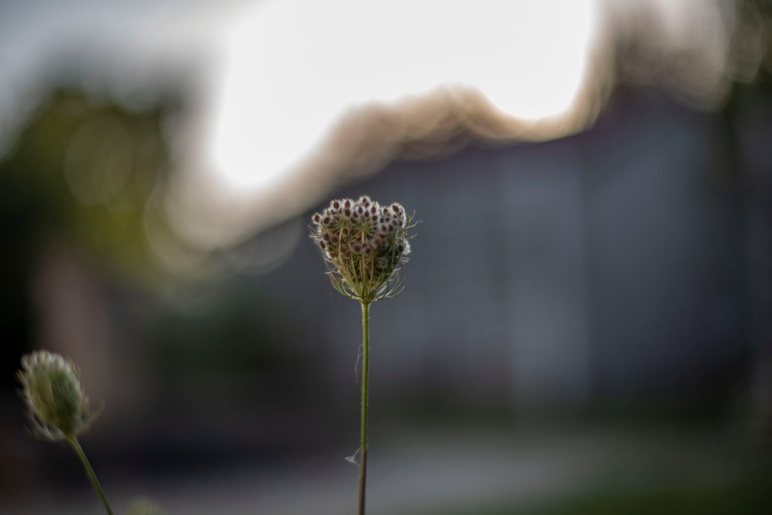 Batch nikon d750 af s nikkor 50mm f1.4g ncd 0175