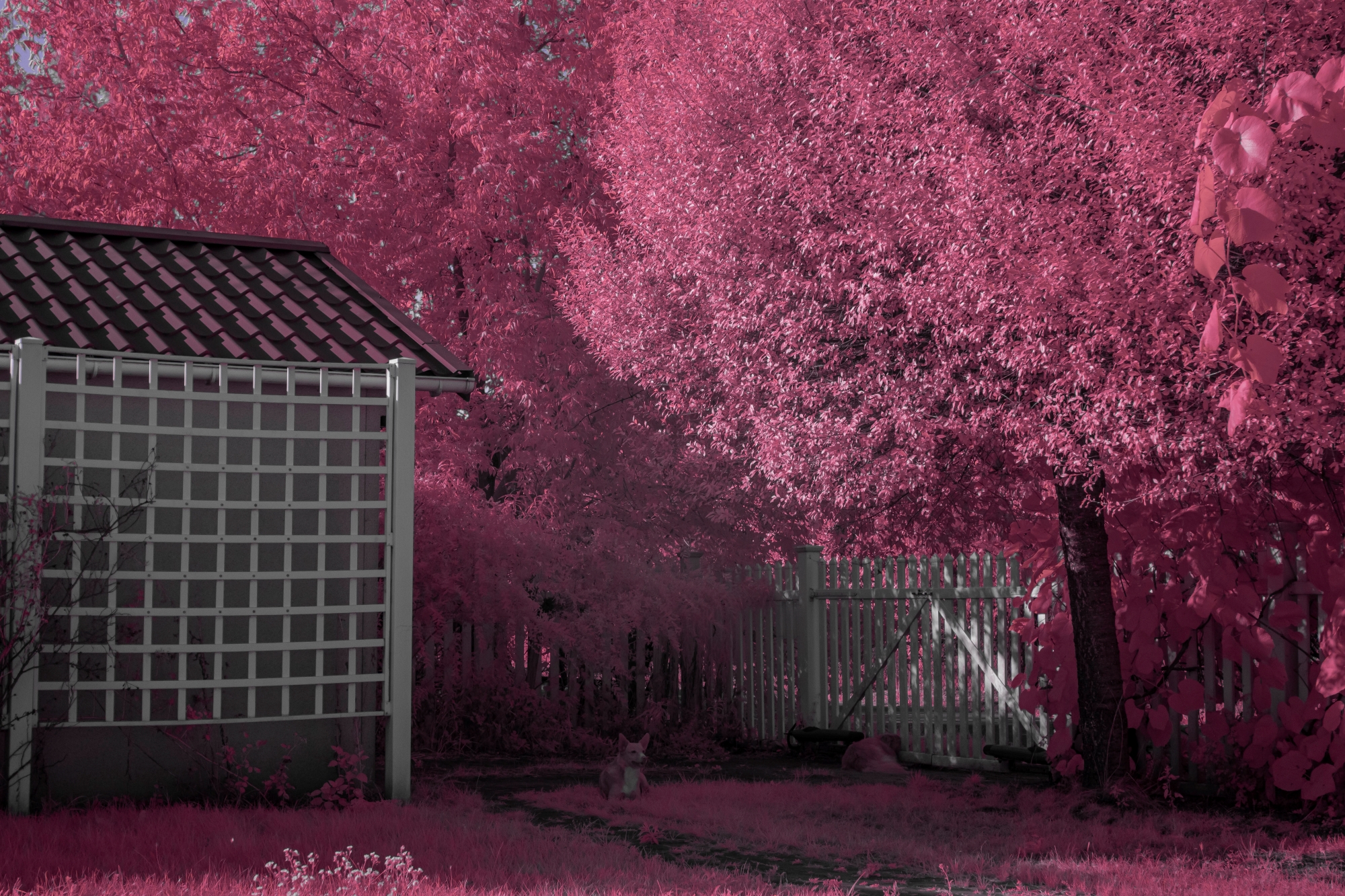 Batch ttartisan 40mm f2 ed asph sony a6000 ir dsc9468