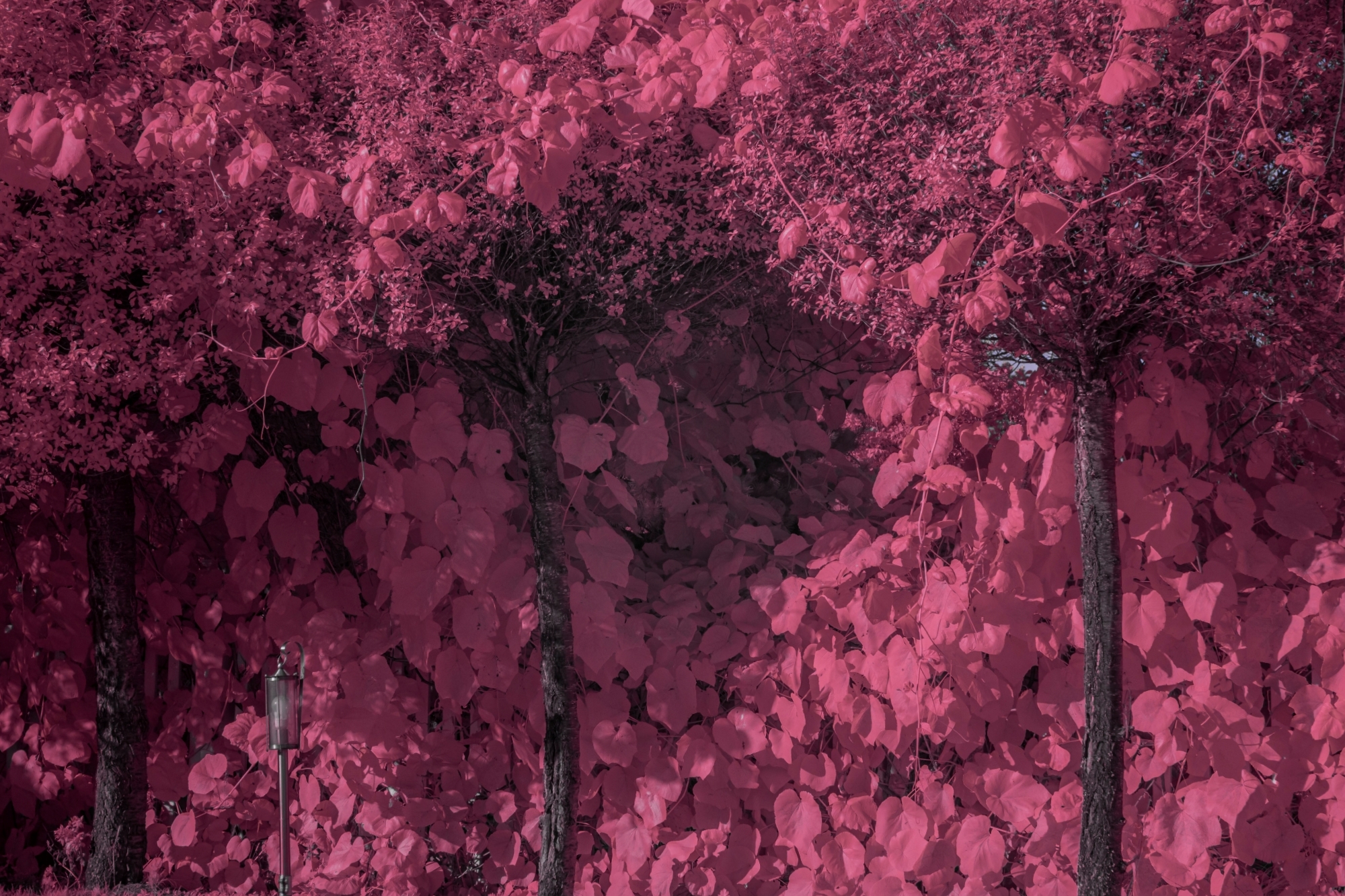 Batch ttartisan 40mm f2 ed asph sony a6000 ir dsc9470