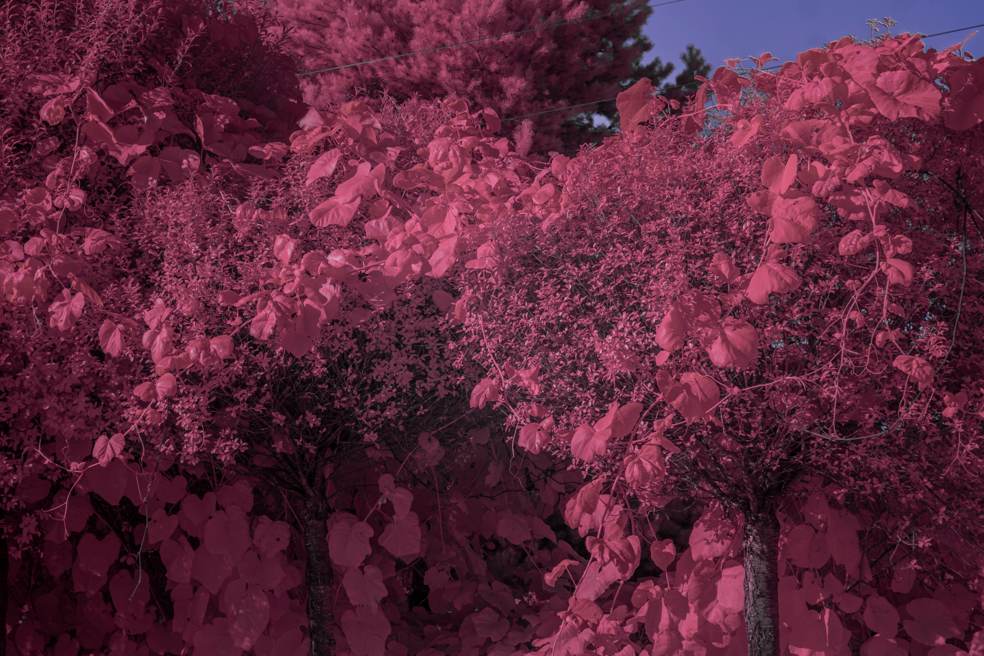 Batch ttartisan 40mm f2 ed asph sony a6000 ir dsc9478