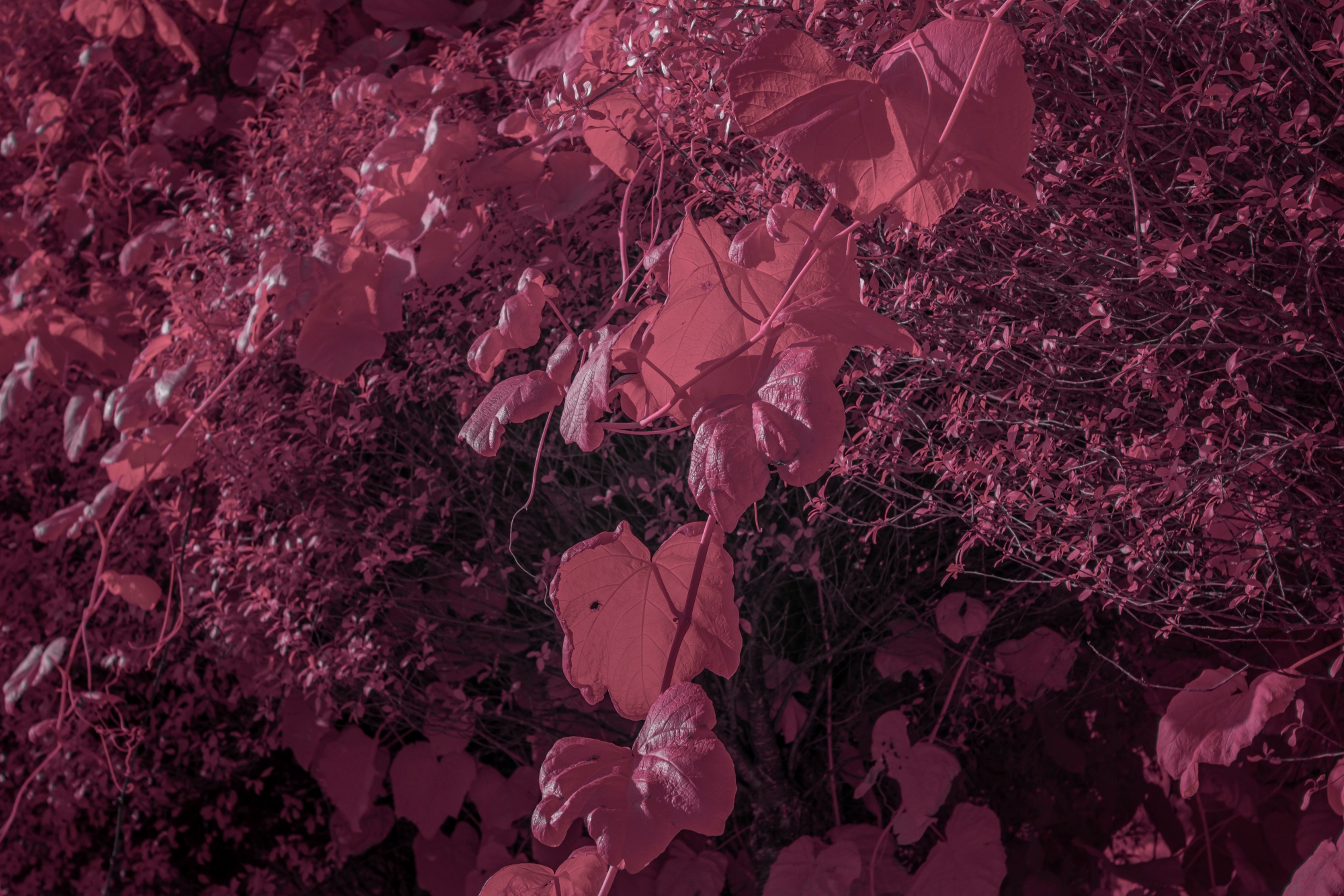 Batch ttartisan 40mm f2 ed asph sony a6000 ir dsc9673