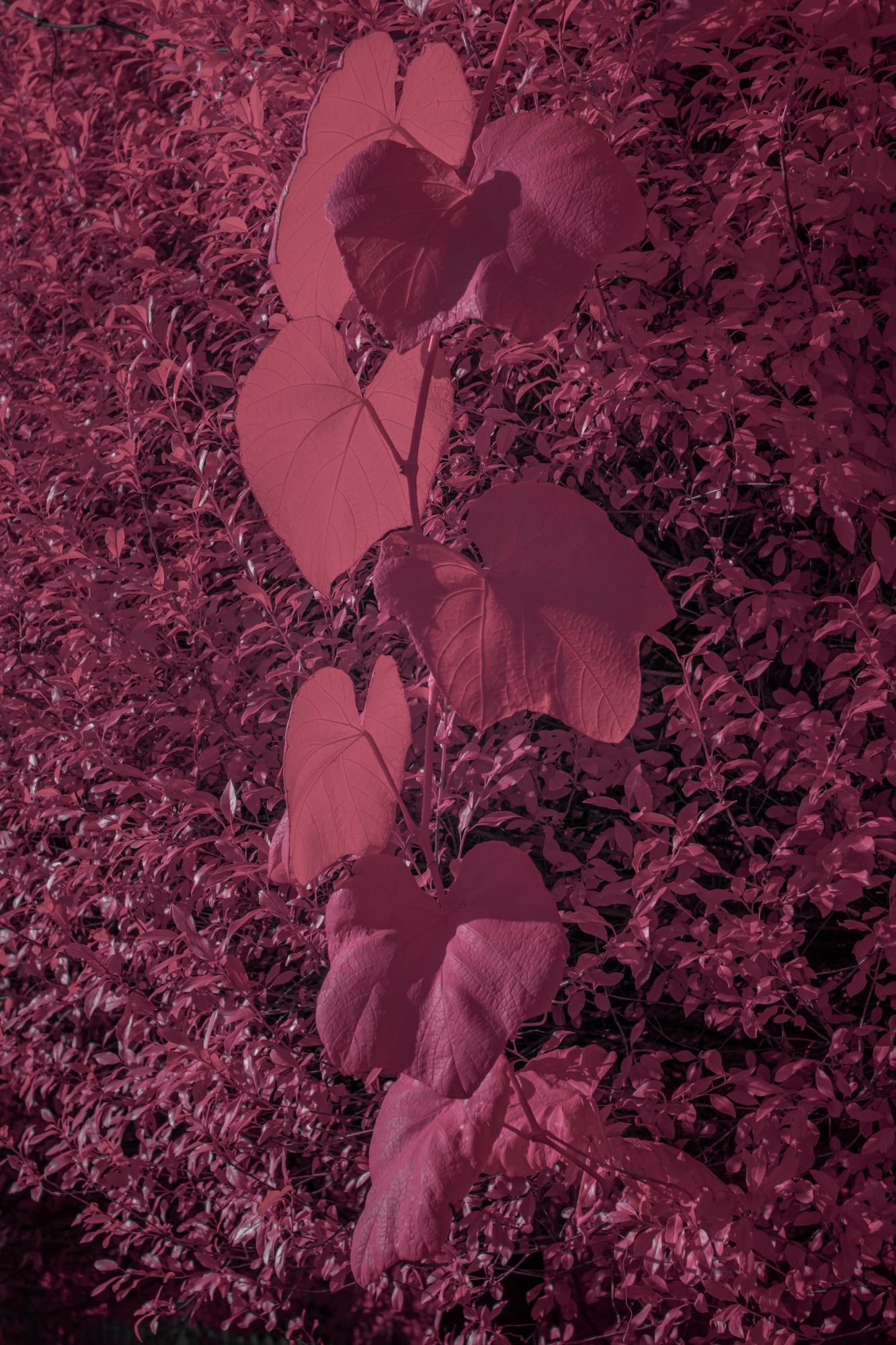 Batch ttartisan 40mm f2 ed asph sony a6000 ir dsc9681