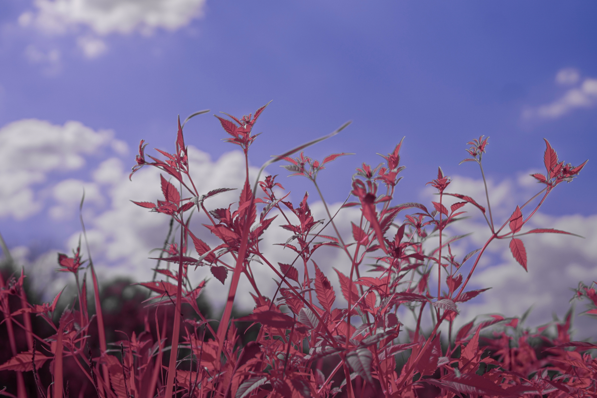 Batch ttartisan 40mm f2 ed asph sony a6000 ir dsc9734