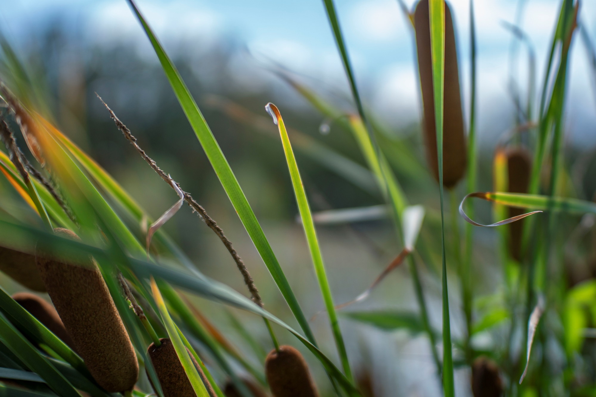 Batch ttartisan 40mm f2 ed asph sony a6300 dsc0272