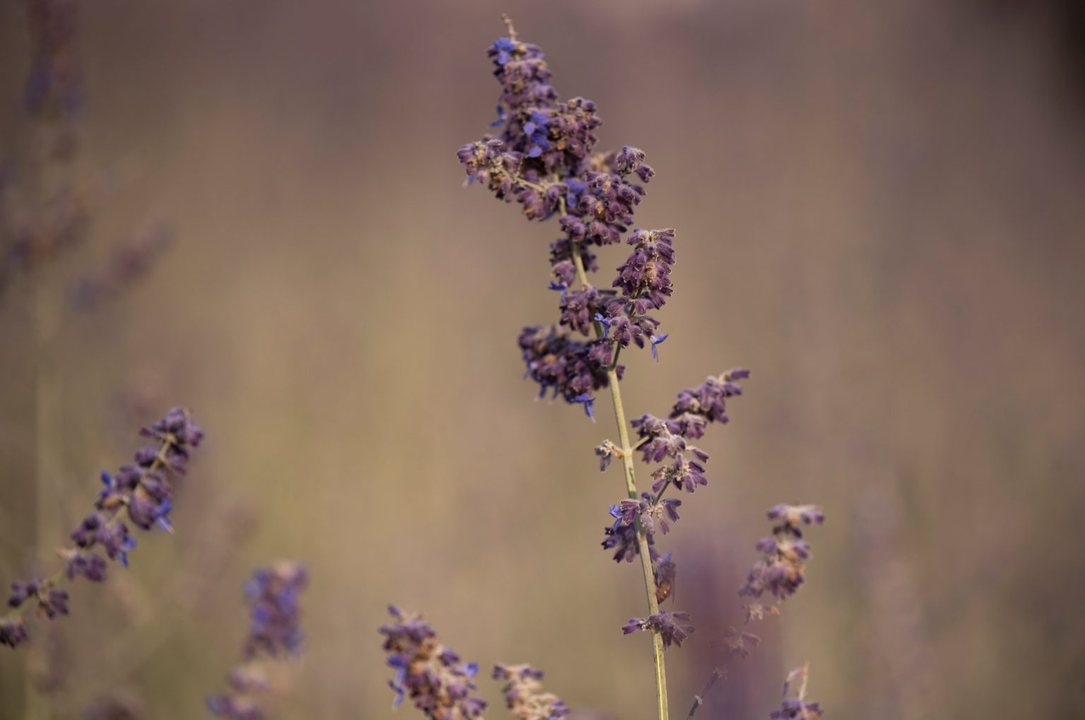 Tamron70 200 28 d750 21