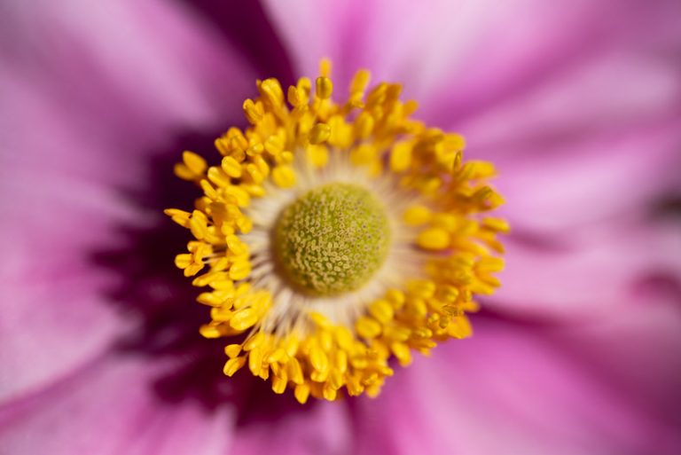 D750 tamron90macrosp 1 miniatura