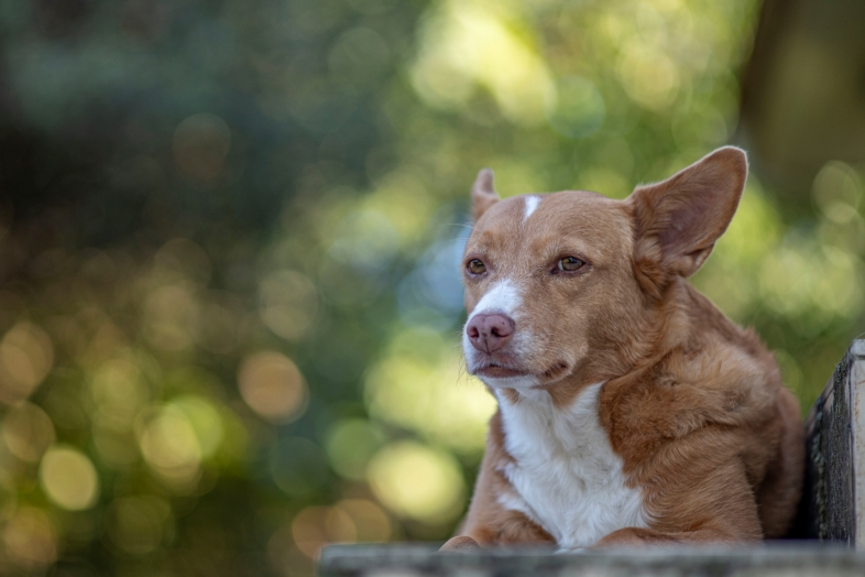 perla-z-lamusa-minolta-af-100mm-f2-nikon-zf