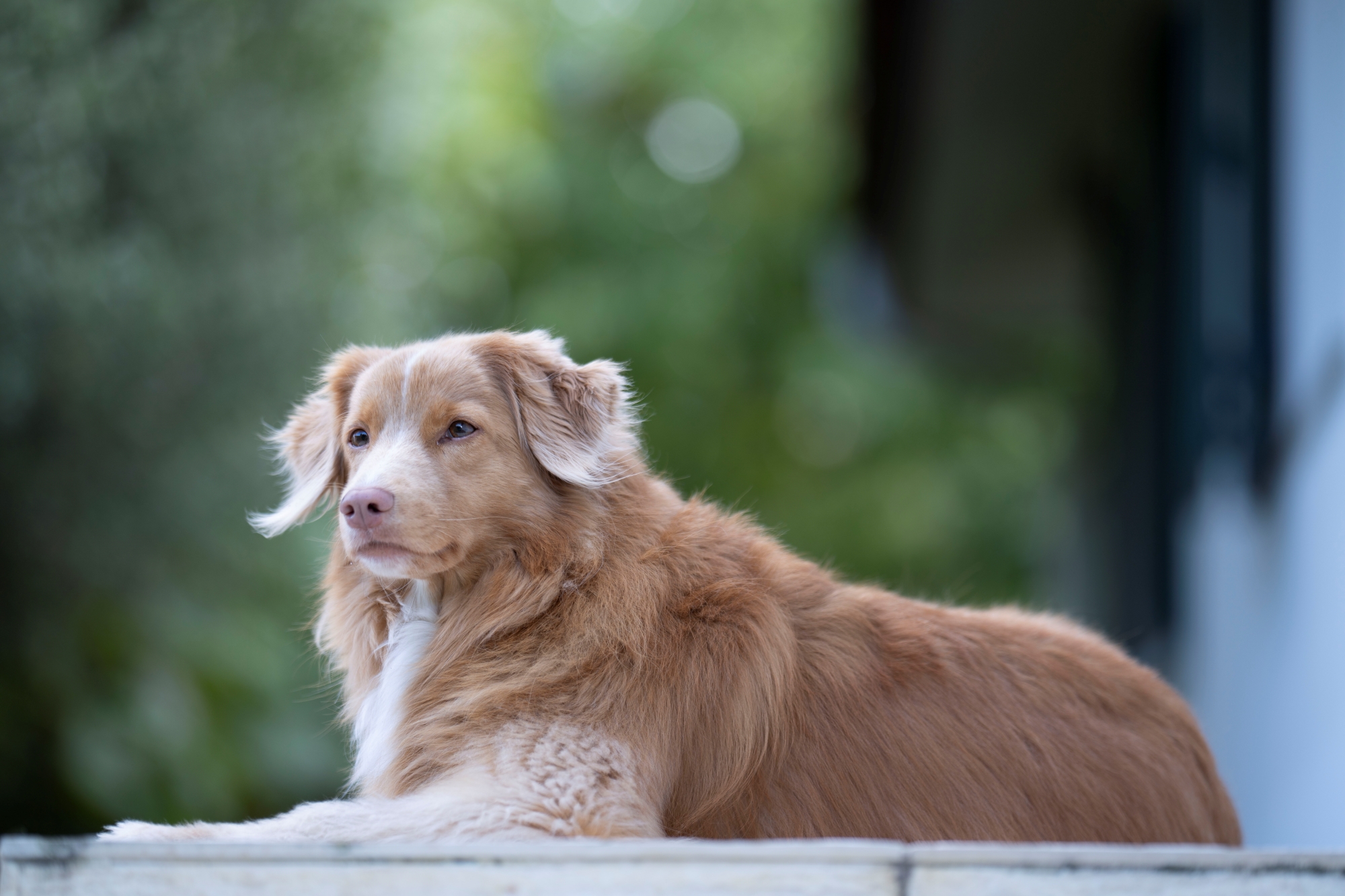 Sony fe 135mm f1.8 gm sony a7r v r5206877