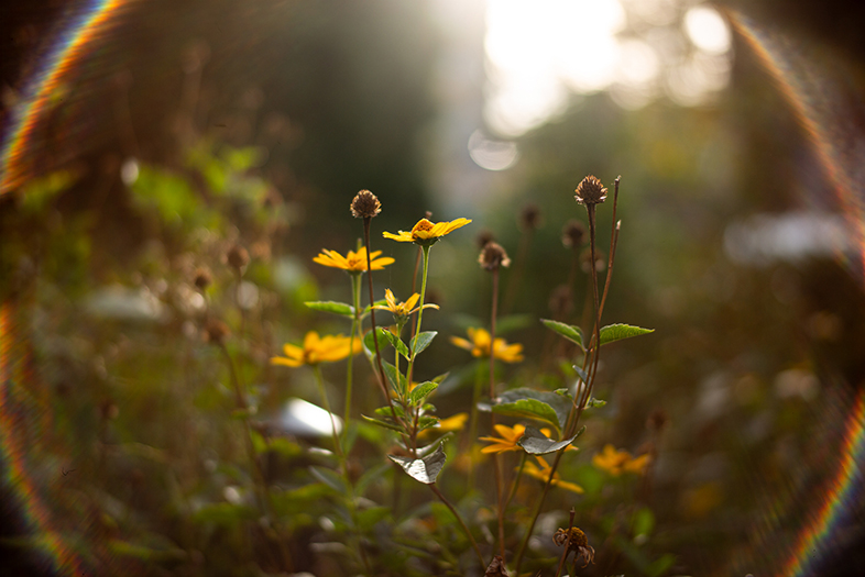 Ttartisan 50mm f1.4 asph. leica m summilux killer robert karaŚ 2000px 13