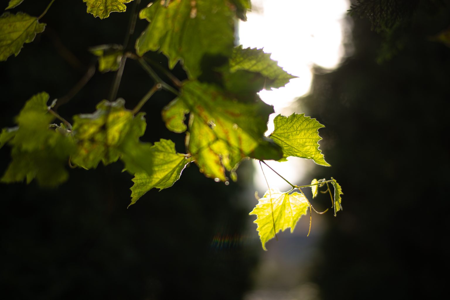 Galeria zdjęć przykładowych 2000px wykonana za pomocą obiektywu TTArtisan 50mm F1.4 ASPH. i aparatu Leica M Typ 240
