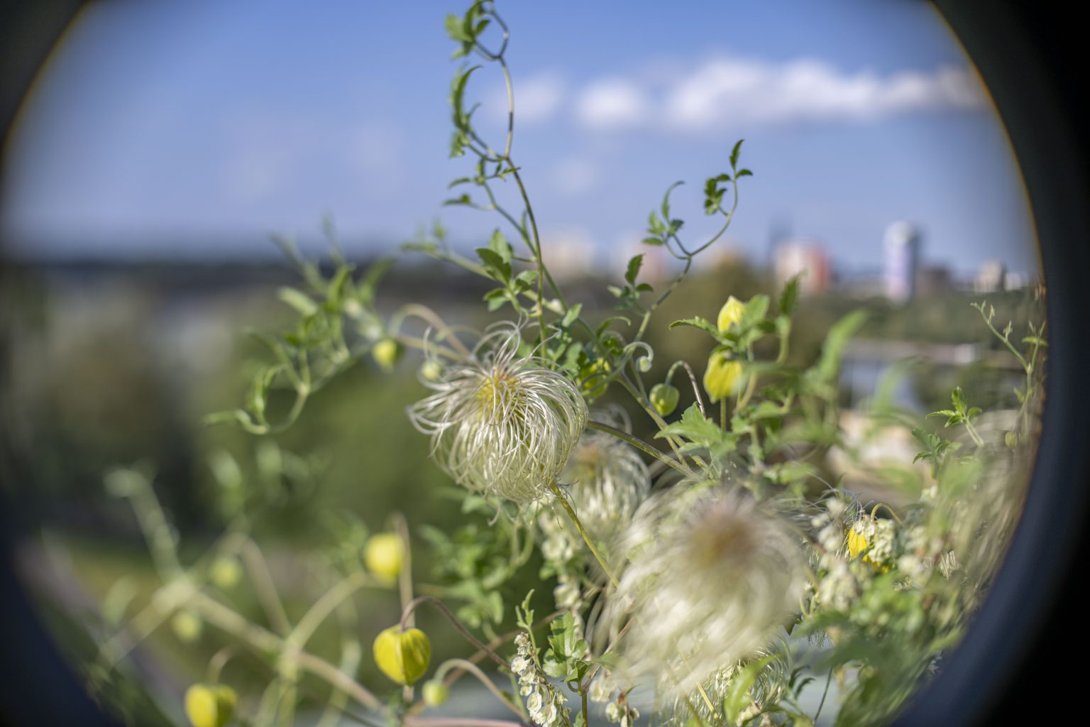 Ttartisan 35mm f1.4 tilt dsc0749