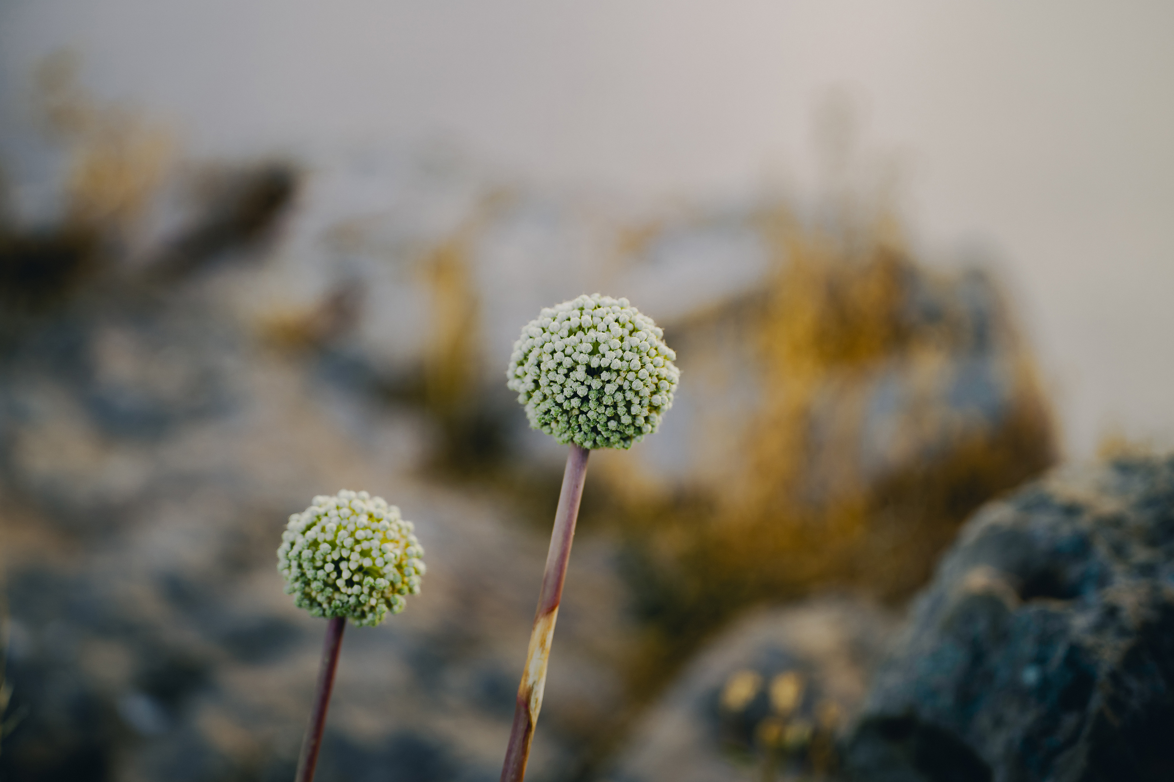 viltrox-50mm-f1-4-pro 2