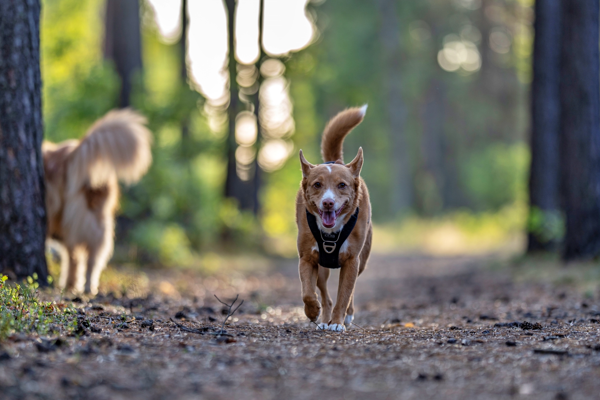 Batch chmurcia pedzi z zyczeniami