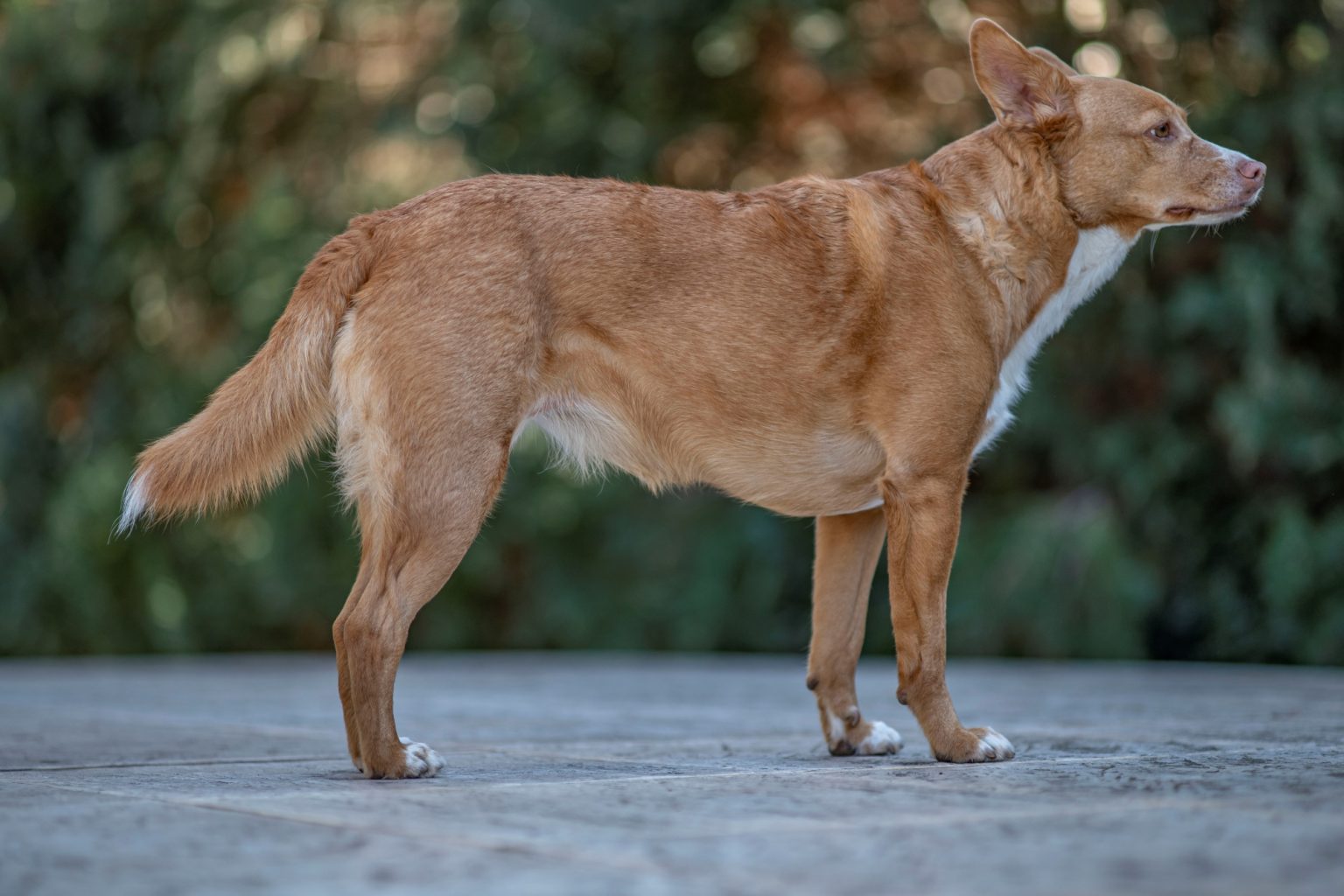 Batch Minolta AF 100mm F2 Nikon Zf Dsc9264 Batch minolta af 100mm f2 nikon zf dsc9264