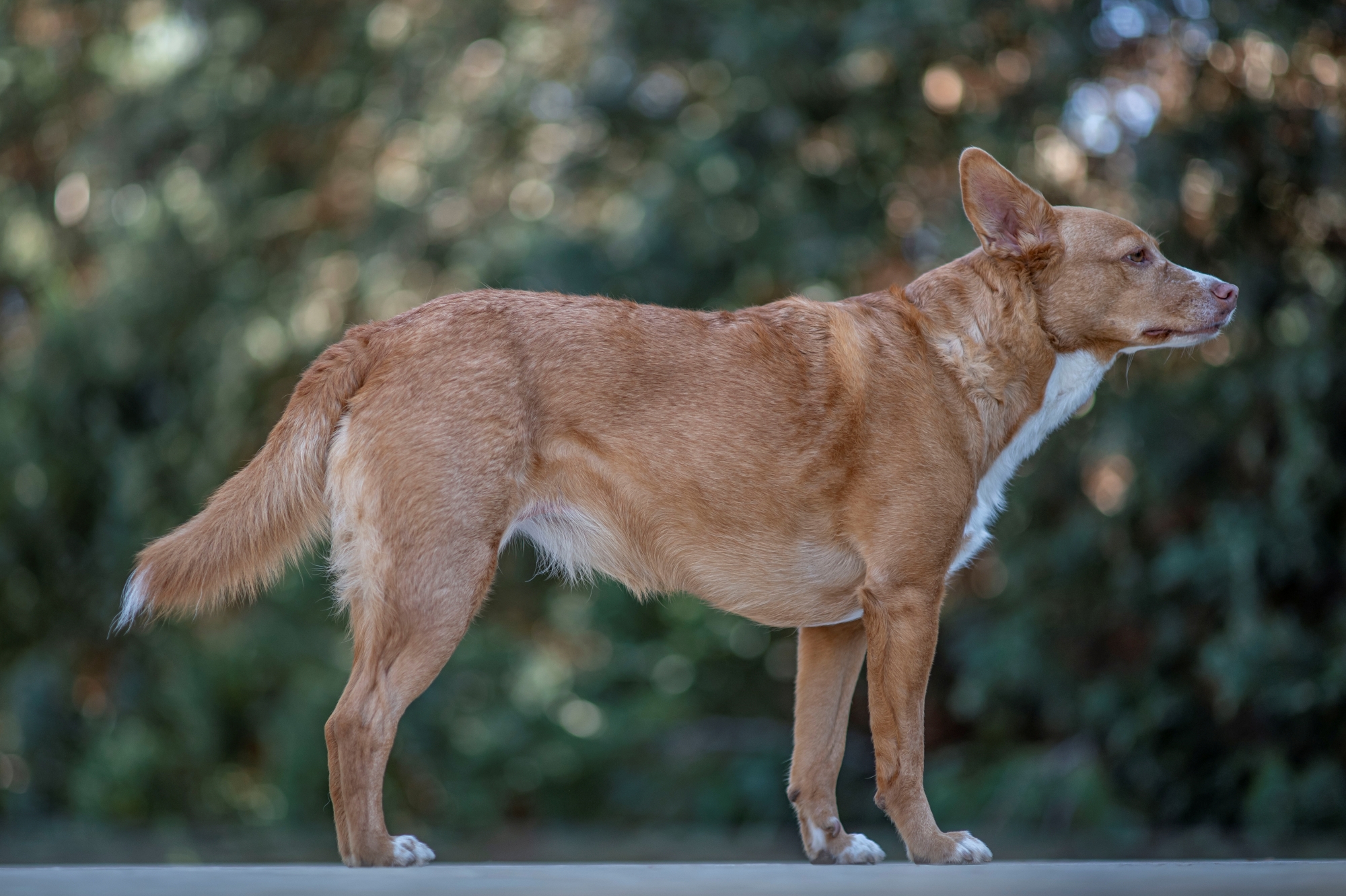Minolta af 100mm f2 nikon zf rozmycie tła 2
