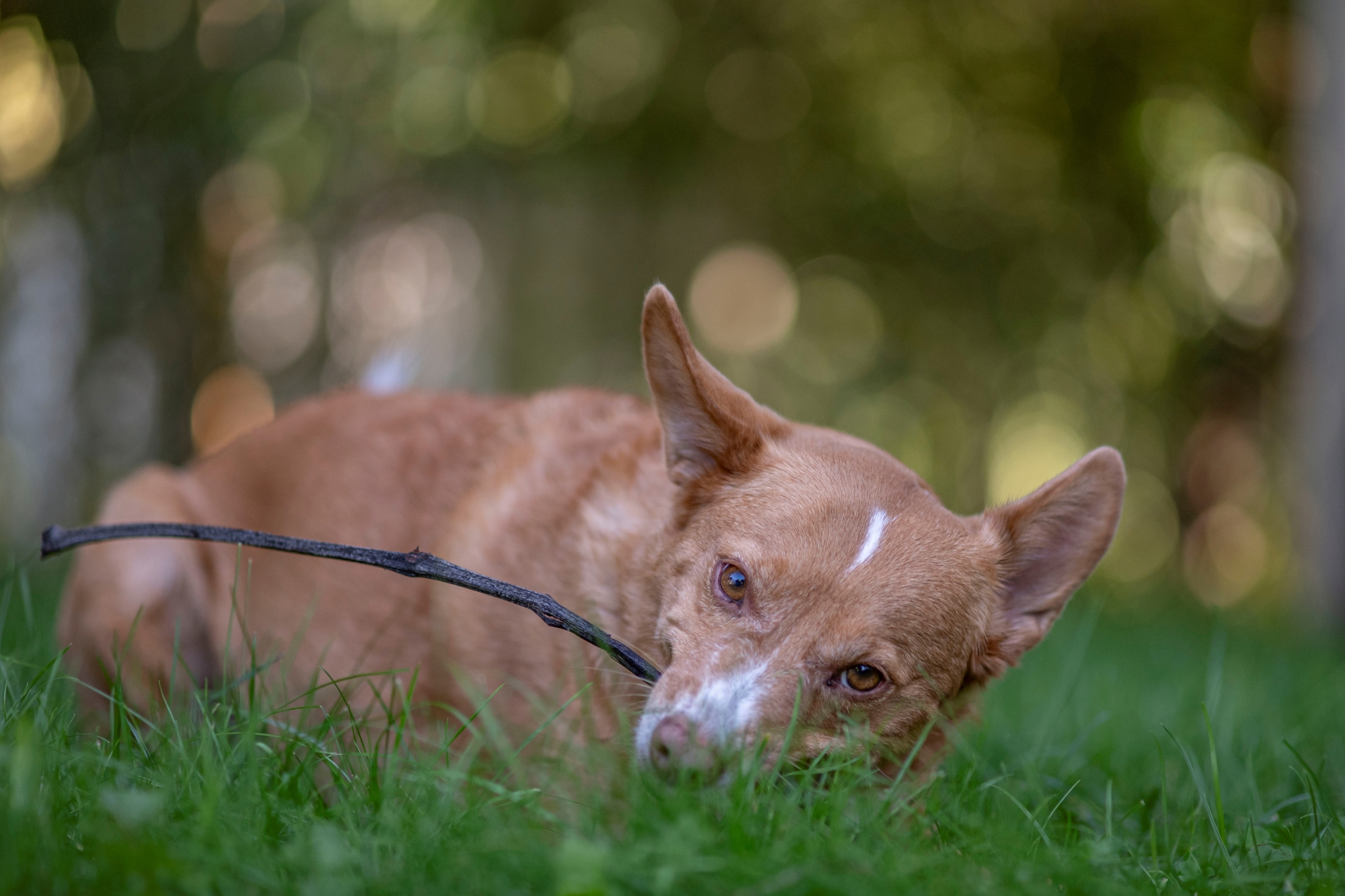Przykładowe rozmycie tła z Minolta AF 100mm f/2 na Nikon Zf