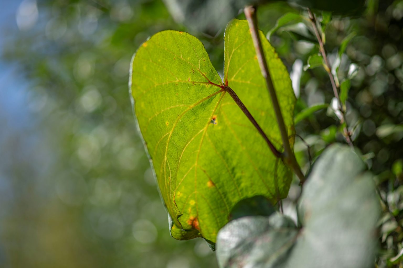 Batch Minolta AF 100mm F2 Nikon Zf Dsc9323 Batch minolta af 100mm f2 nikon zf dsc9323