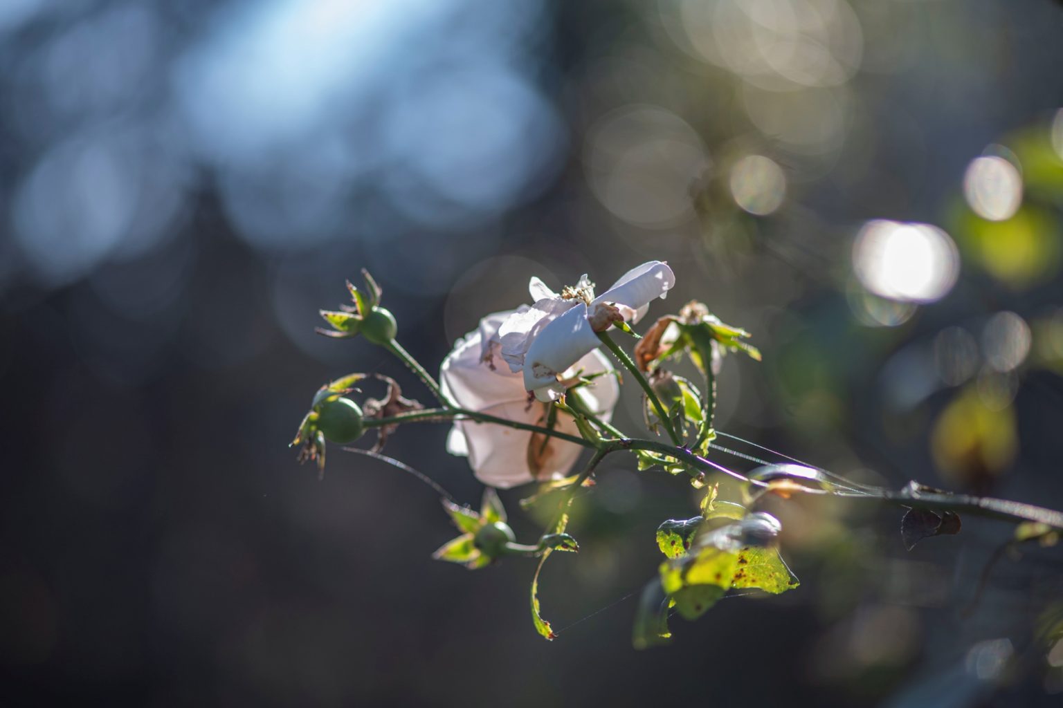 Batch Minolta AF 100mm F2 Nikon Zf Dsc9327 Batch minolta af 100mm f2 nikon zf dsc9327