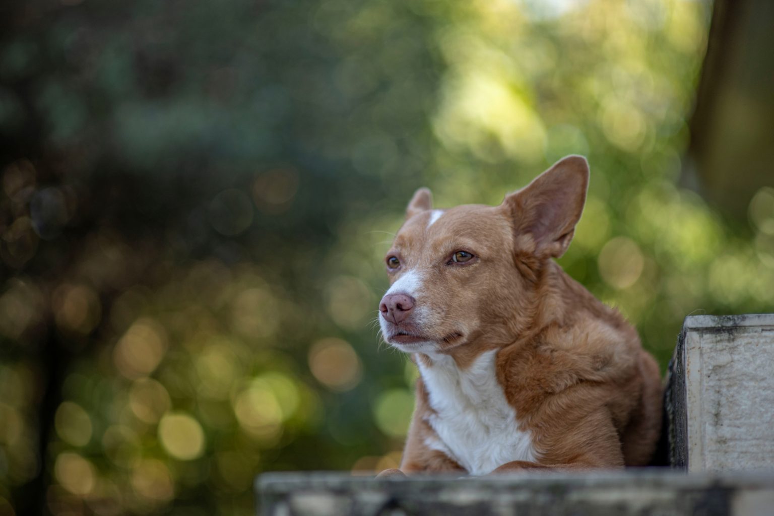 Batch Minolta AF 100mm F2 Nikon Zf Dsc9330 Batch minolta af 100mm f2 nikon zf dsc9330