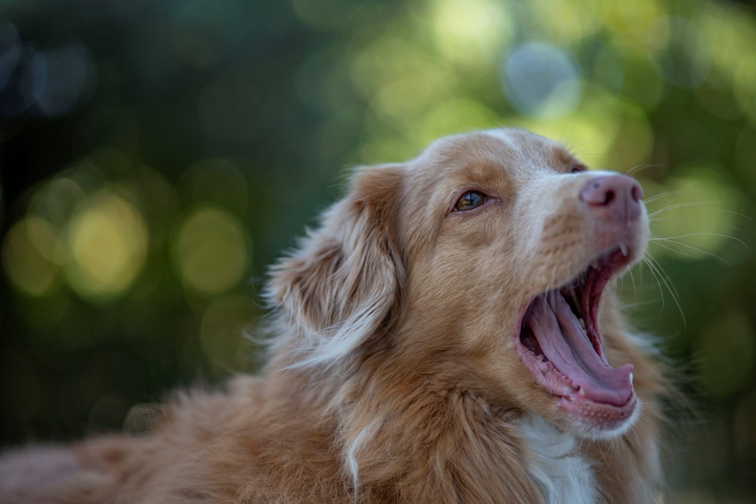 Batch Minolta AF 100mm F2 Nikon Zf Dsc9348 Batch minolta af 100mm f2 nikon zf dsc9348