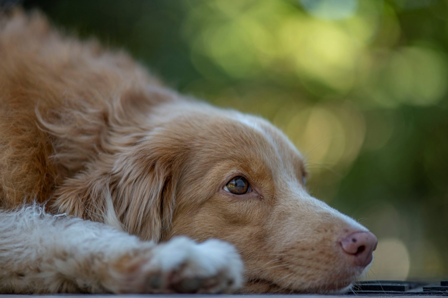 Batch Minolta AF 100mm F2 Nikon Zf Dsc9359 Batch minolta af 100mm f2 nikon zf dsc9359