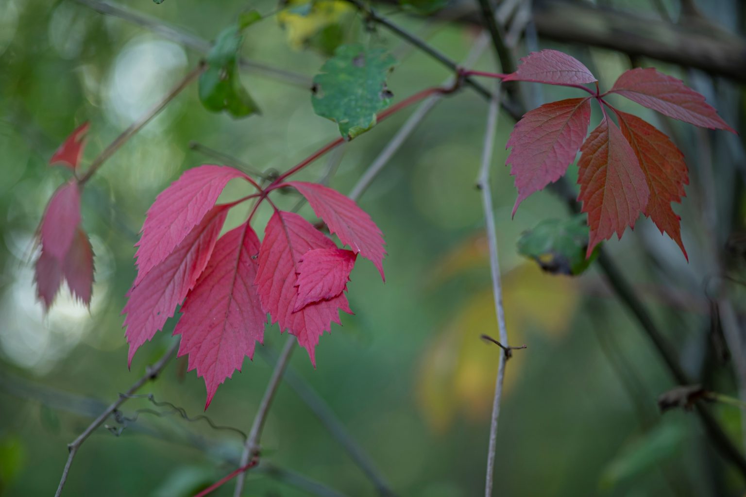 Batch Minolta AF 100mm F2 Nikon Zf Dsc9432 Batch minolta af 100mm f2 nikon zf dsc9432