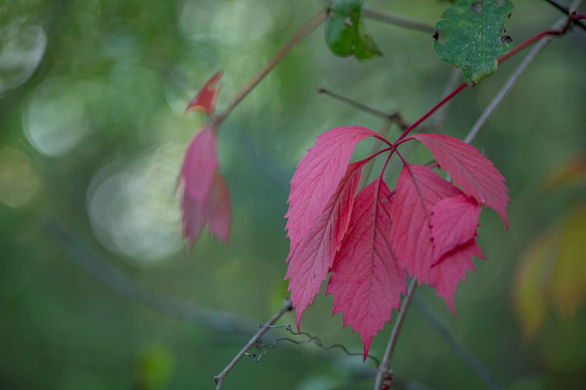 Minolta af 100mm f2 nikon zf rozmycie tła