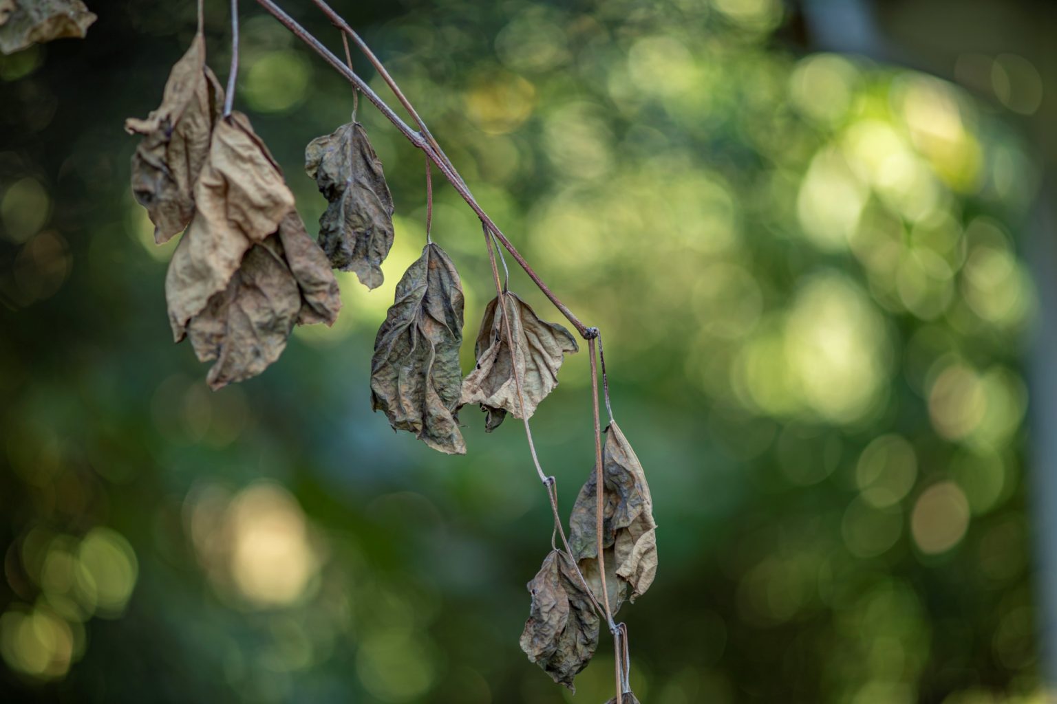 Batch Minolta AF 100mm F2 Nikon Zf Dsc9436 Batch minolta af 100mm f2 nikon zf dsc9436
