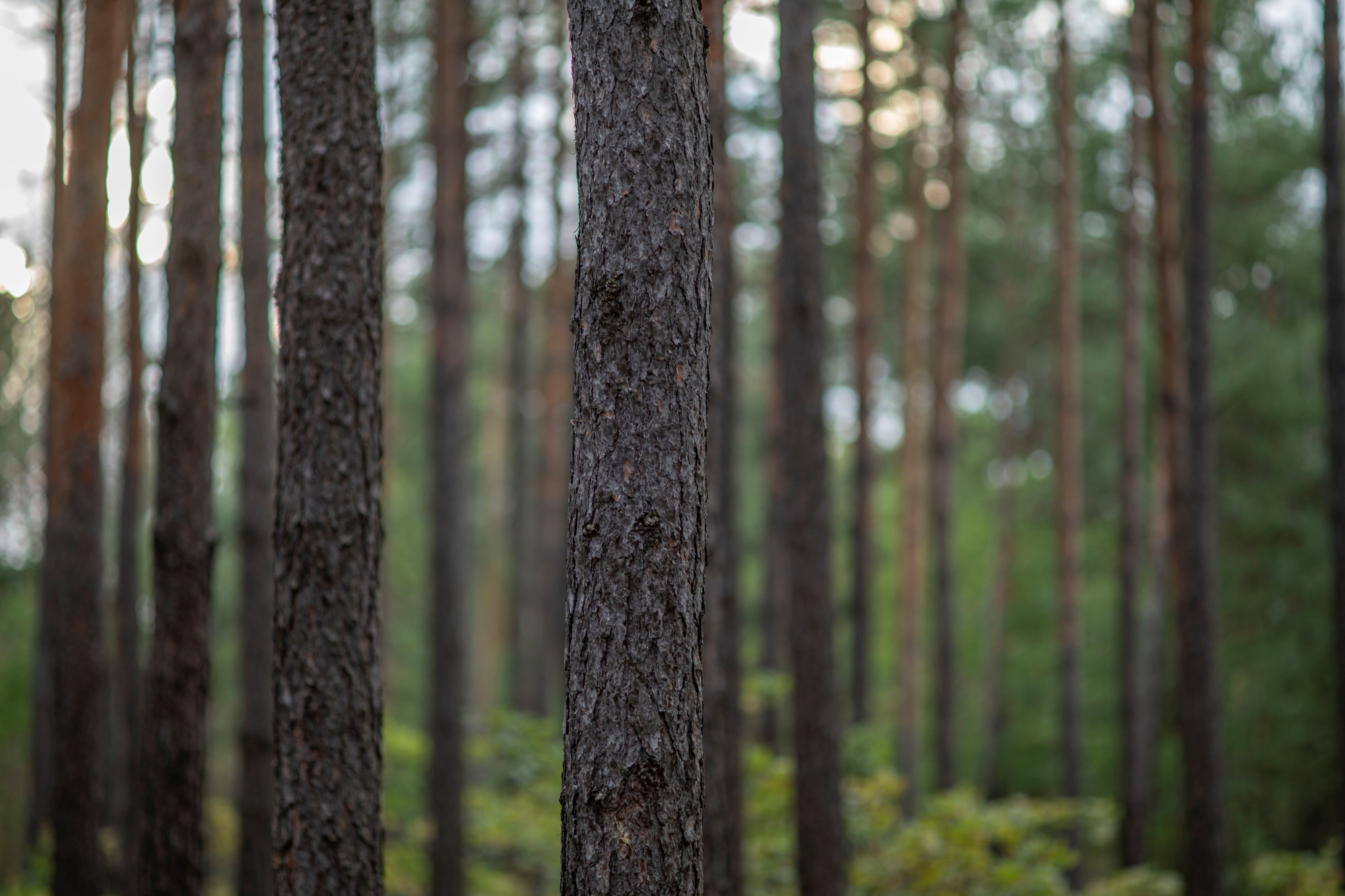 Minolta af 100mm f2 nikon zf