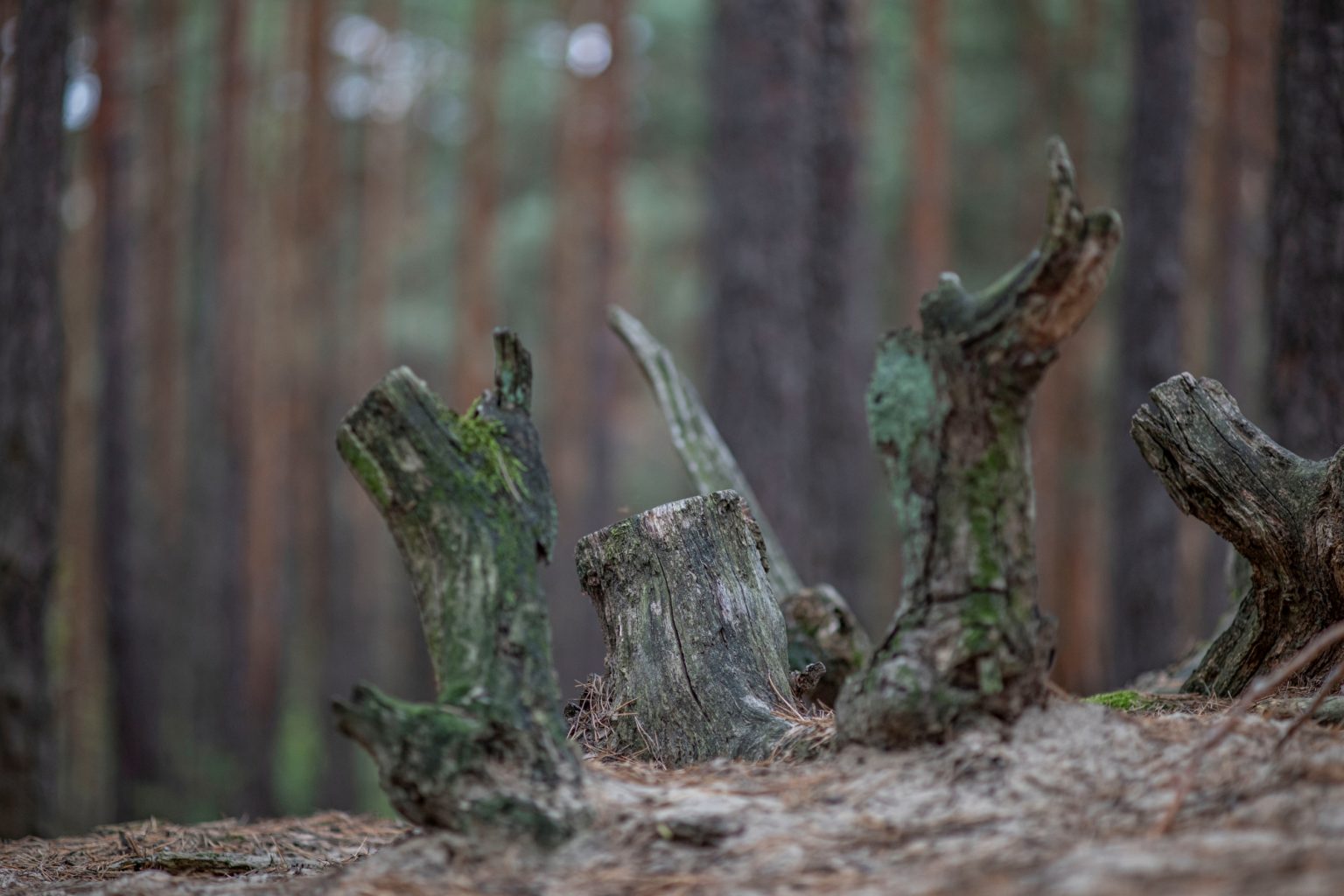 Batch Minolta AF 100mm F2 Nikon Zf Dsc9579 Batch minolta af 100mm f2 nikon zf dsc9579