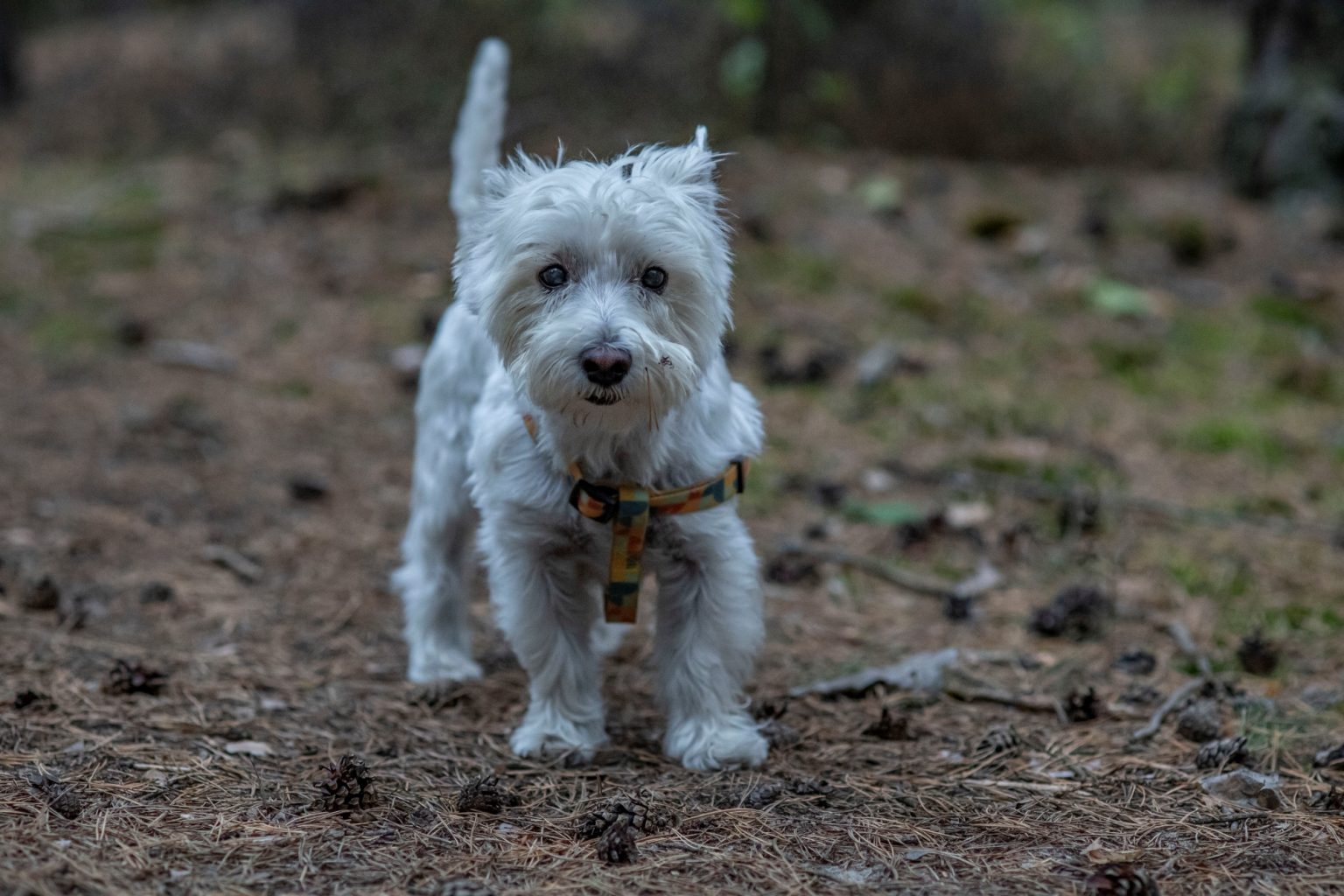 Batch Minolta AF 100mm F2 Nikon Zf Dsc9648 Batch minolta af 100mm f2 nikon zf dsc9648