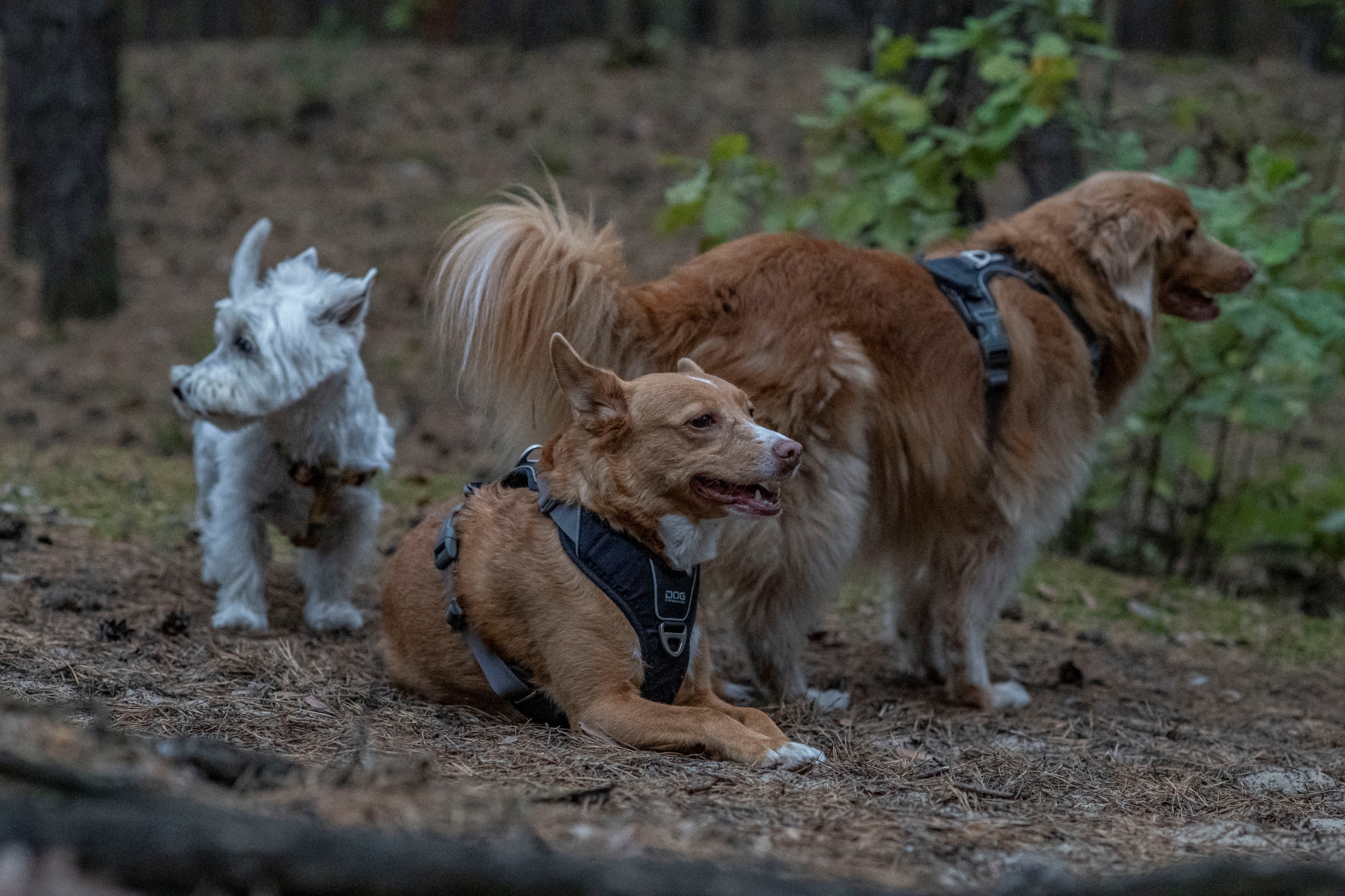 Batch minolta af 100mm f2 nikon zf dsc9670