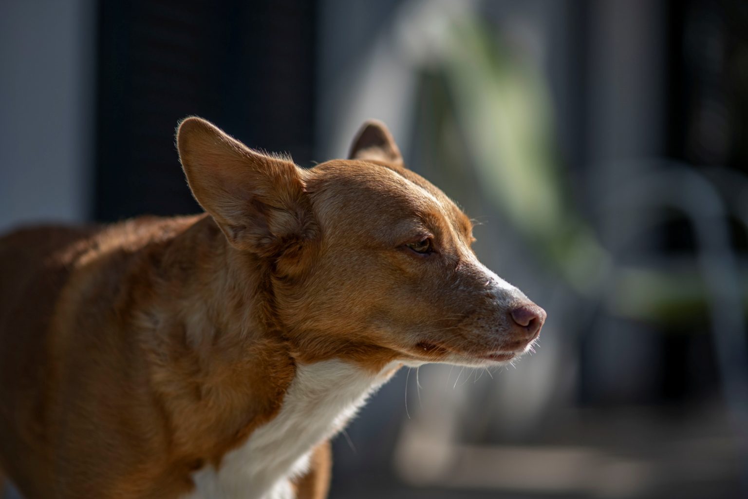 Batch Minolta AF 100mm F2 Nikon Zf Dsc9731 Batch minolta af 100mm f2 nikon zf dsc9731