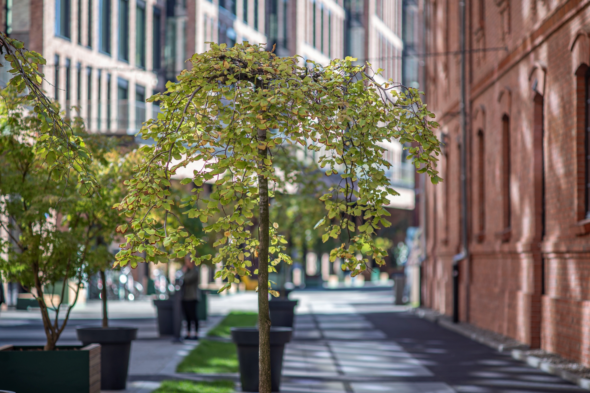 Minolta AF 100mm f/2 — klasyczny obiektyw A-mount