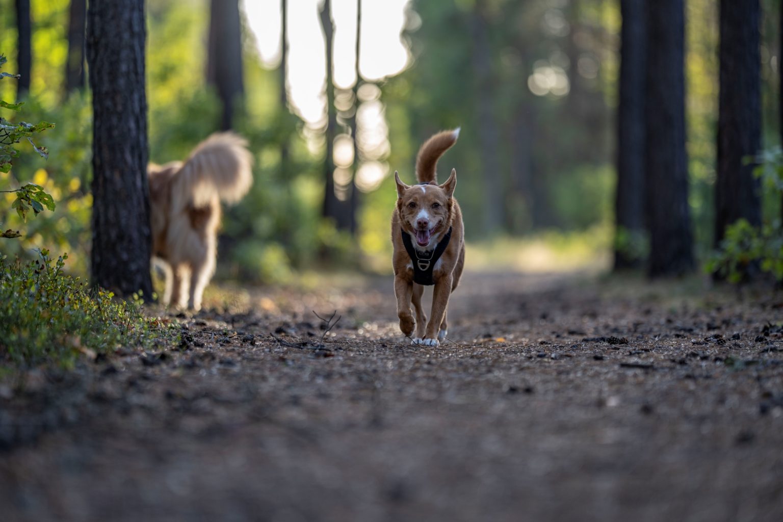 Batch Sony 135mm 1.8 GM Sony A7RV R5207230 Batch sony 135mm 1.8 gm sony a7rv r5207230