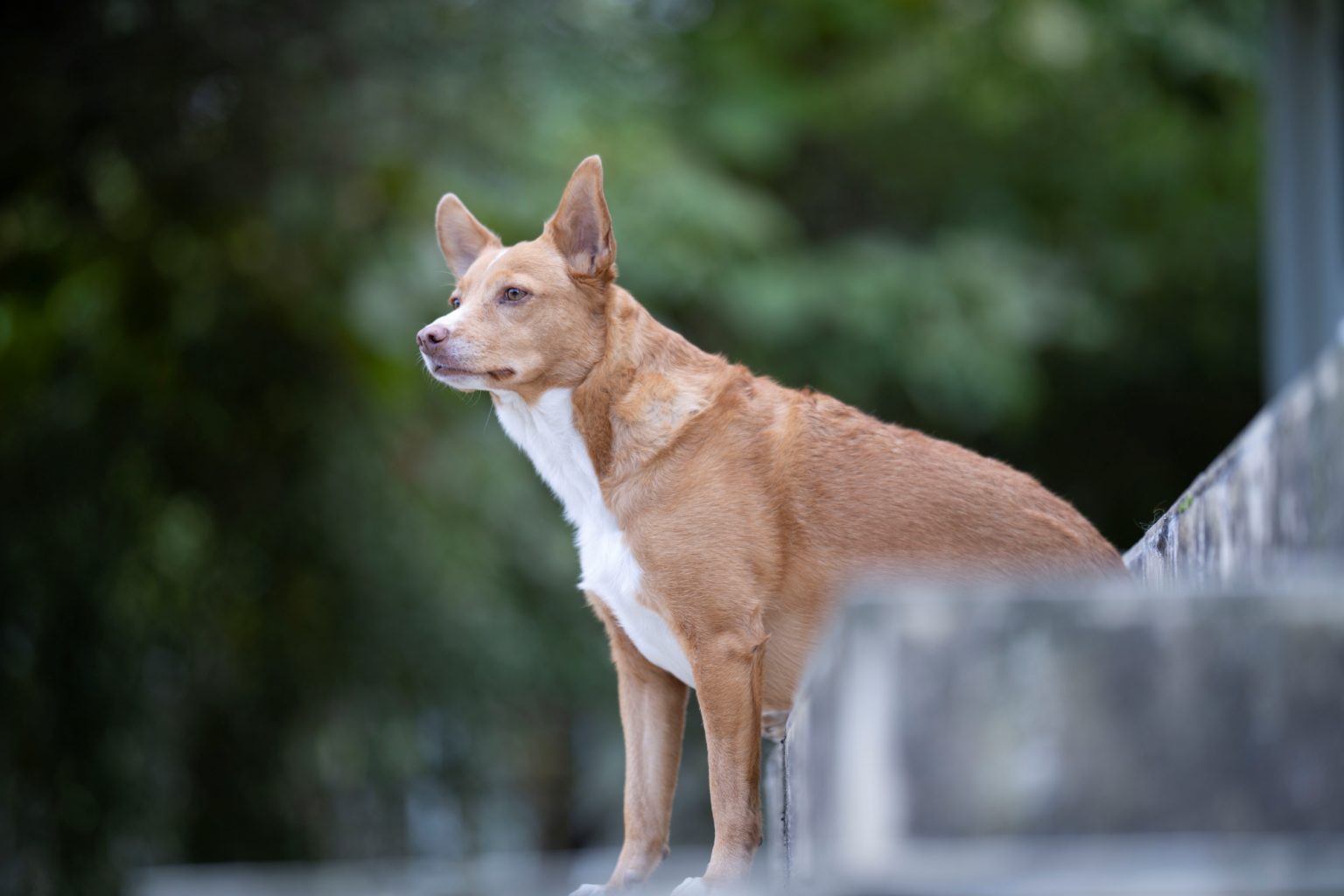 Batch Sony FE 135mm F1.8 GM Sony A7R V R5206844 Batch sony fe 135mm f1.8 gm sony a7r v r5206844