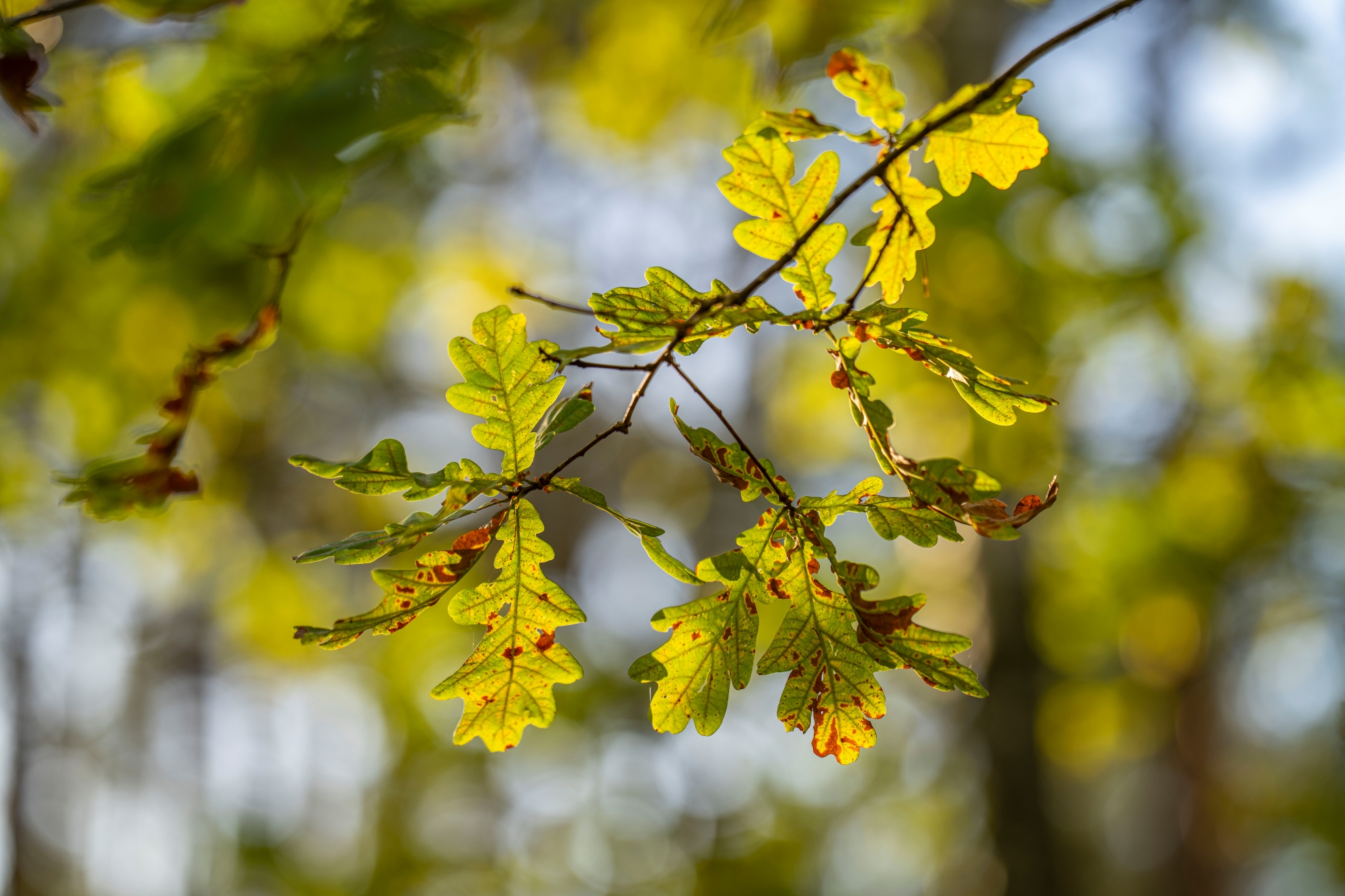 sony fe 135mm f1.8 gm sony a7r v r5206980