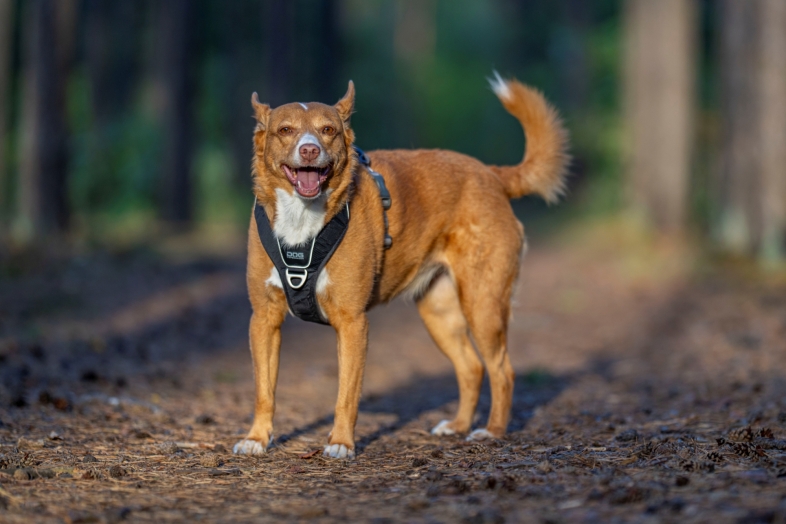 sony fe 135mm f1.8 gm sony a7r v r5207833