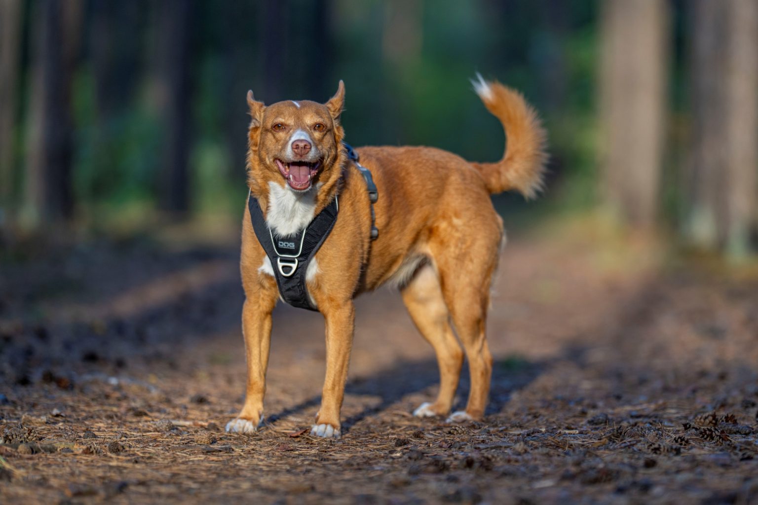 Batch Sony FE 135mm F1.8 GM Sony A7R V R5207833 Batch sony fe 135mm f1.8 gm sony a7r v r5207833