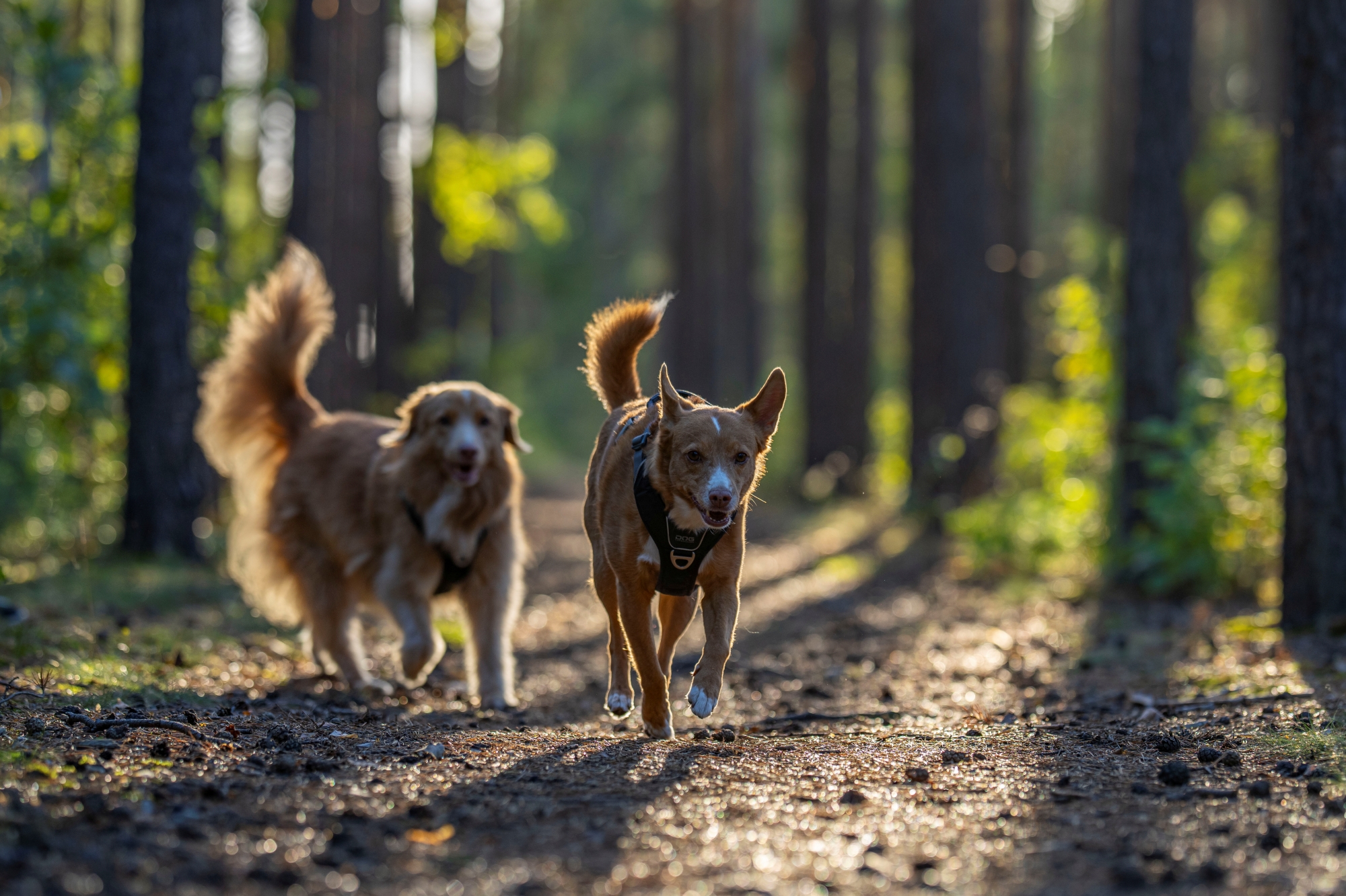 sony fe 135mm f1.8 gm sony a7r v r5207846